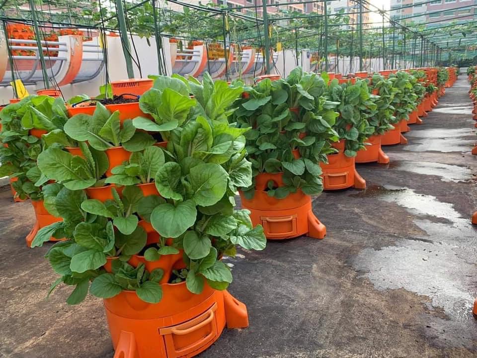 Tháp rau hữu cơ Eco