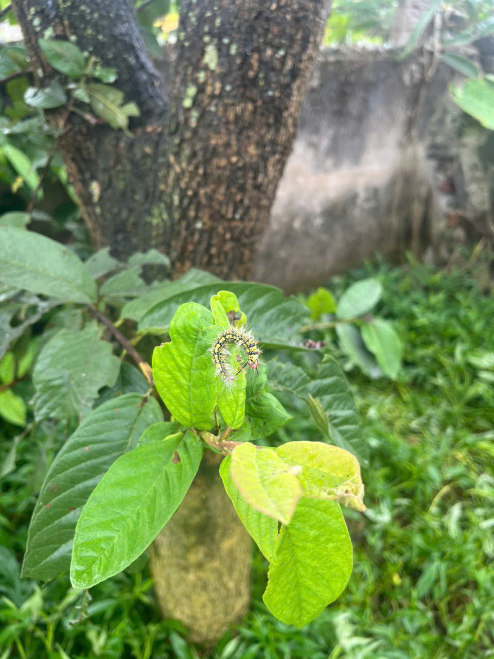 Sau 30' phun thuốc trừ sâu sinh học Bio Ecovn